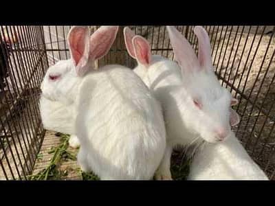 red eyed rabbits