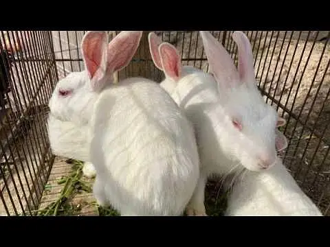 red eyed rabbits