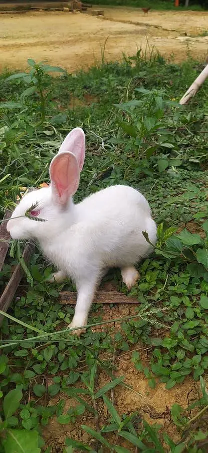 red eyed rabbits — photo 5