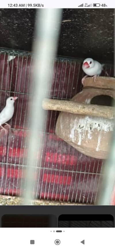 all okay set breeder active pair