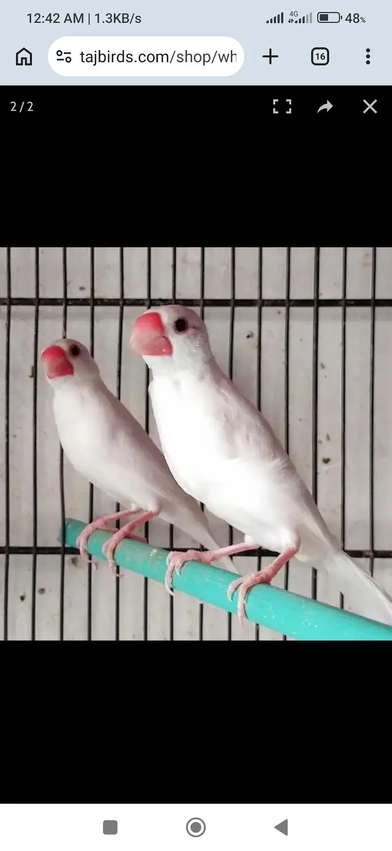 all okay set breeder active pair — photo 2