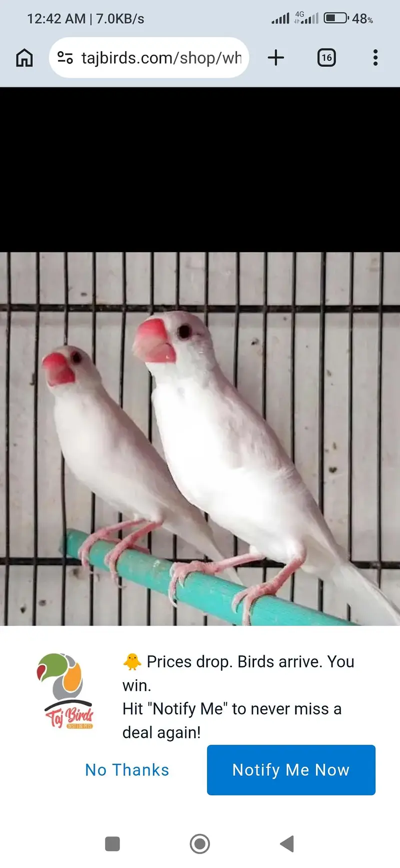 all okay set breeder active pair — photo 3