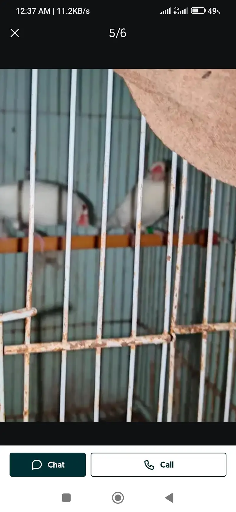 all okay set breeder active pair — photo 6