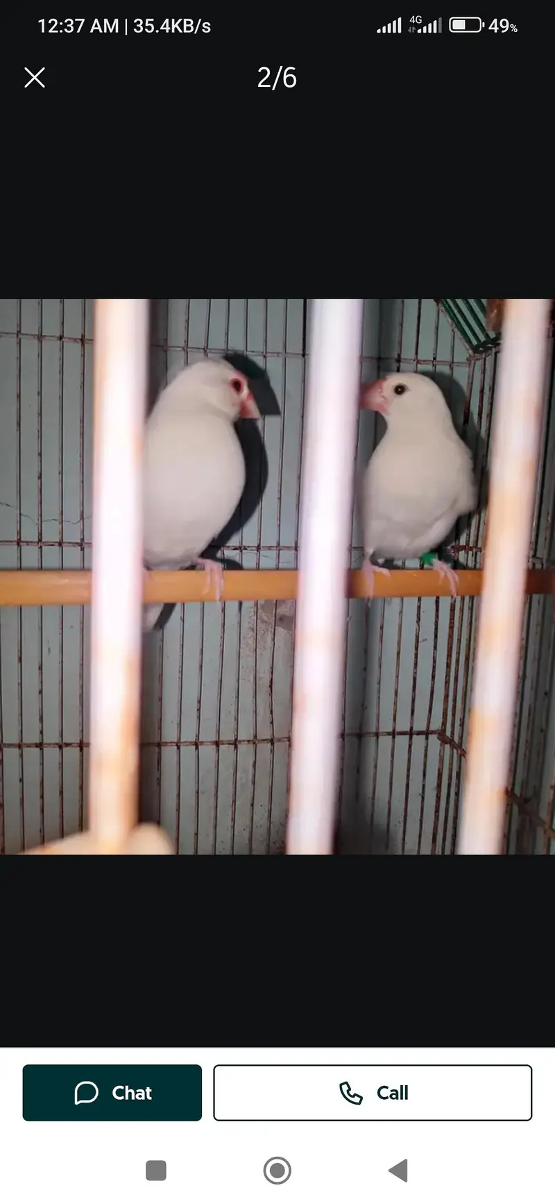 all okay set breeder active pair — photo 7
