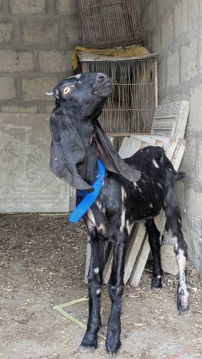 bakra for sale 3 months