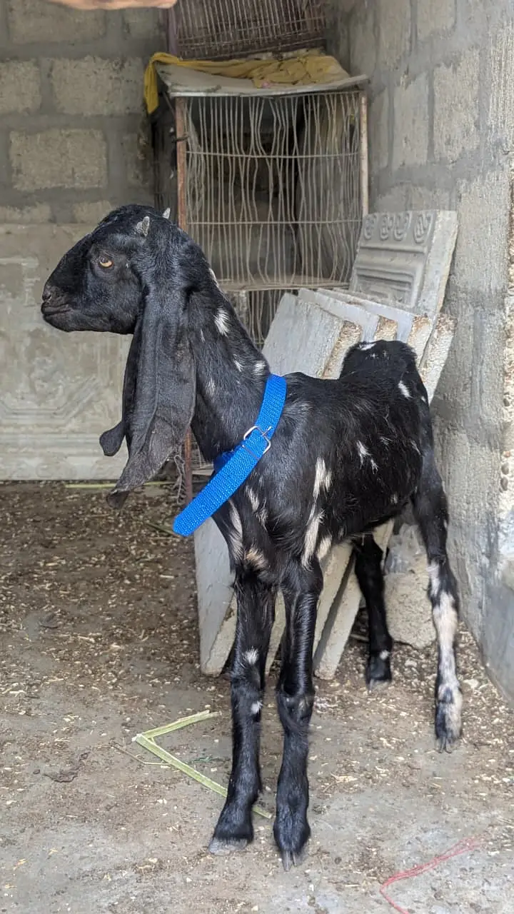 bakra for sale 3 months — photo 2