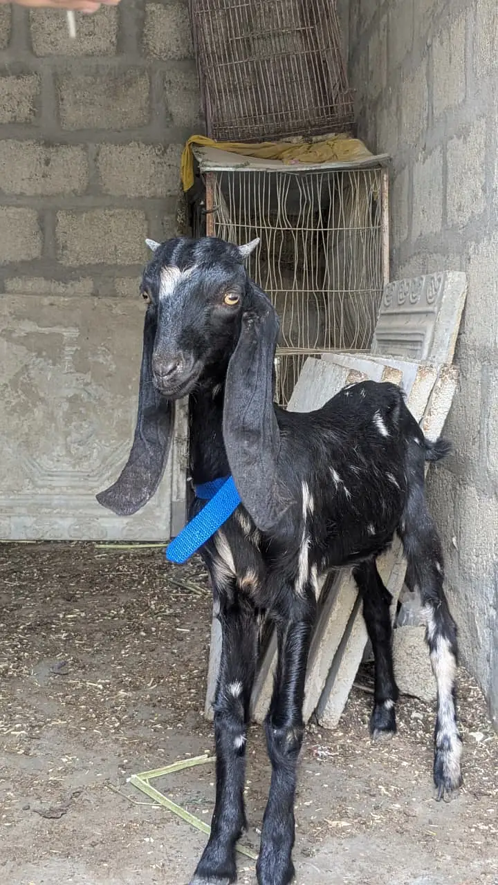 bakra for sale 3 months — photo 3