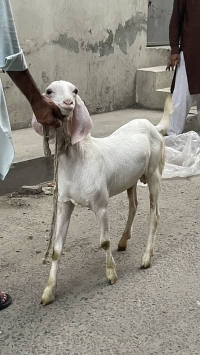 Rajanpure bacha