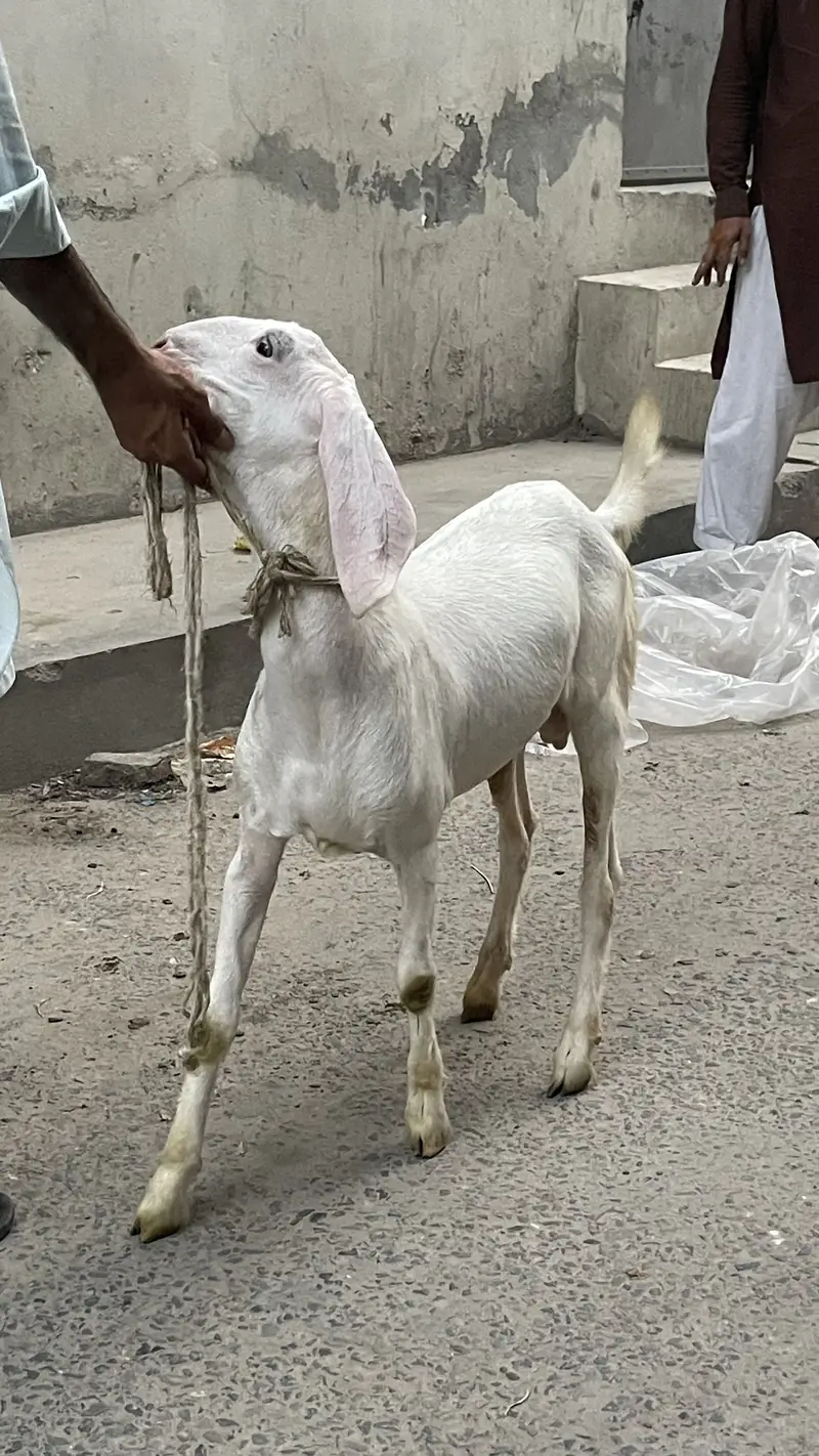 Rajanpure bacha — photo 2