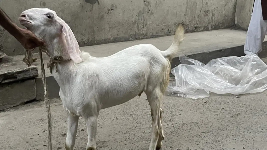 Rajanpure bacha — photo 3