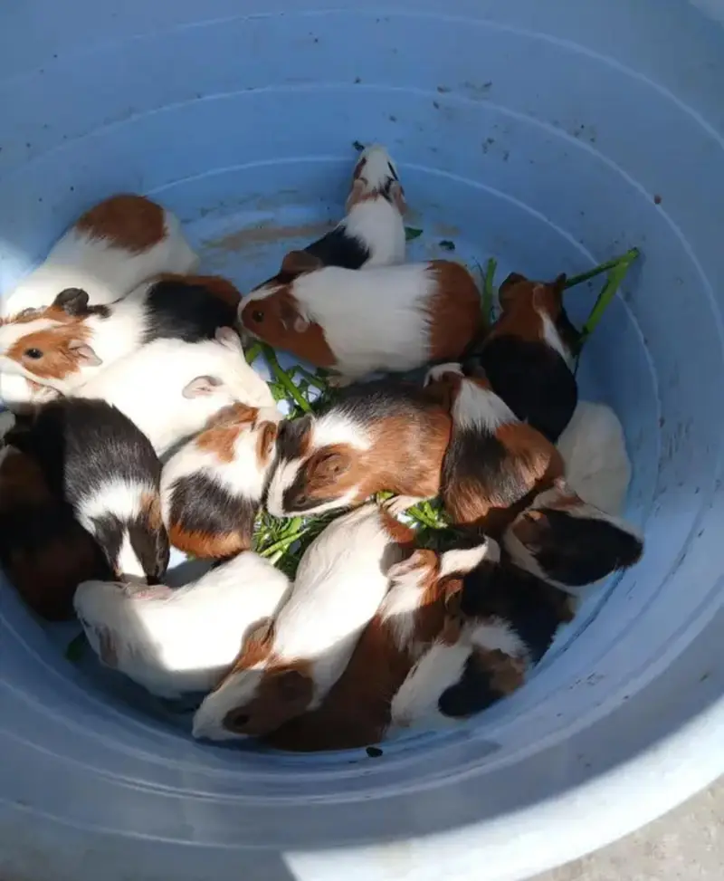 Guinea Pigs for sale adult and Babies