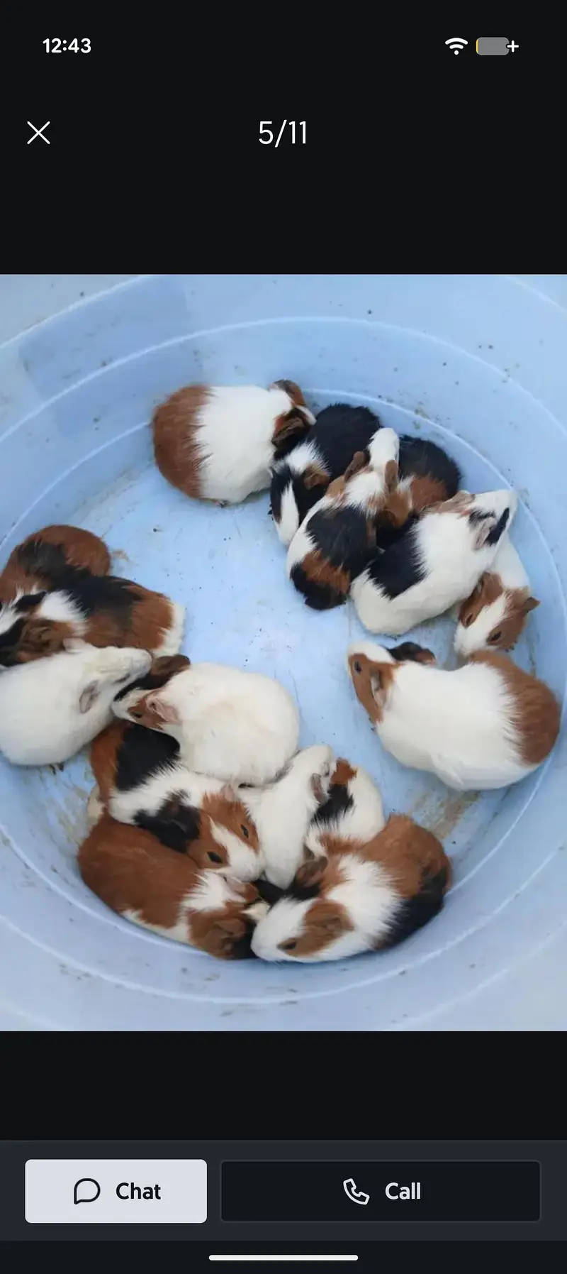 Guinea Pigs for sale adult and Babies — photo 2