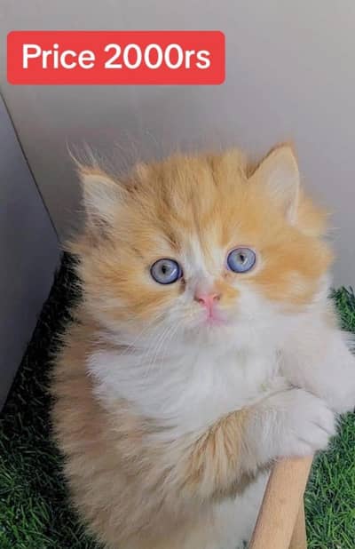 mara Pas 2female kittens available hai ,1  coliko color and 2 ginger