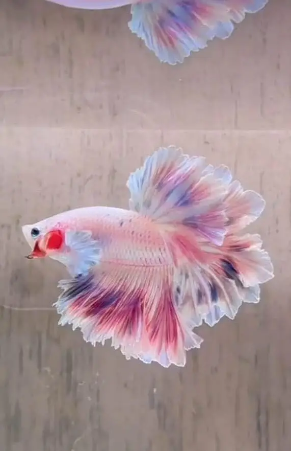 Fish and Aquarium Munasib price — photo 2
