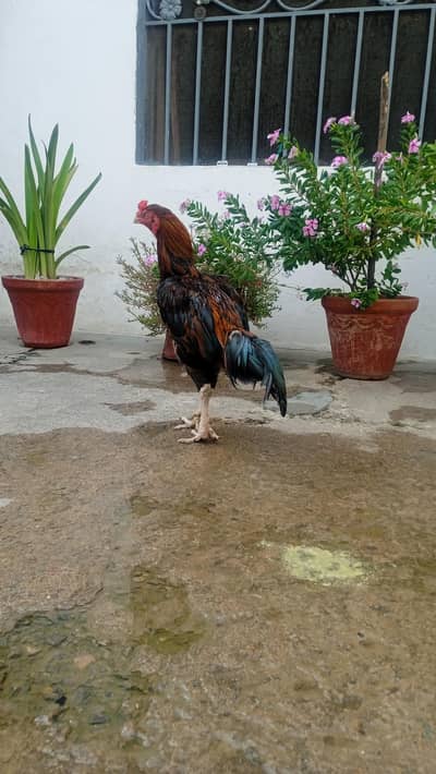 aseel murgha