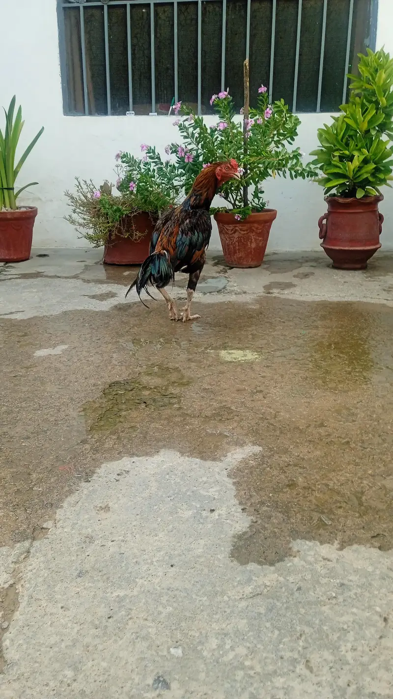 aseel murgha — photo 2