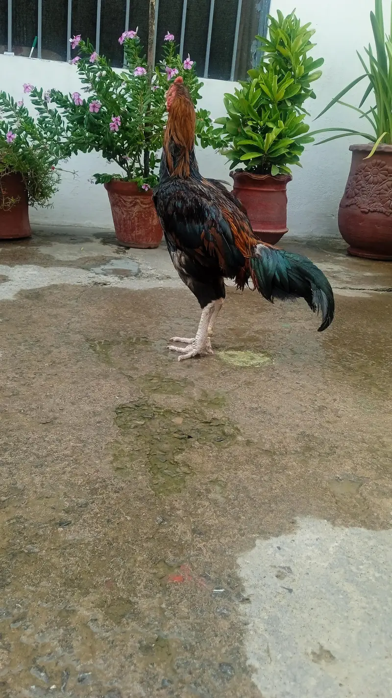 aseel murgha — photo 3