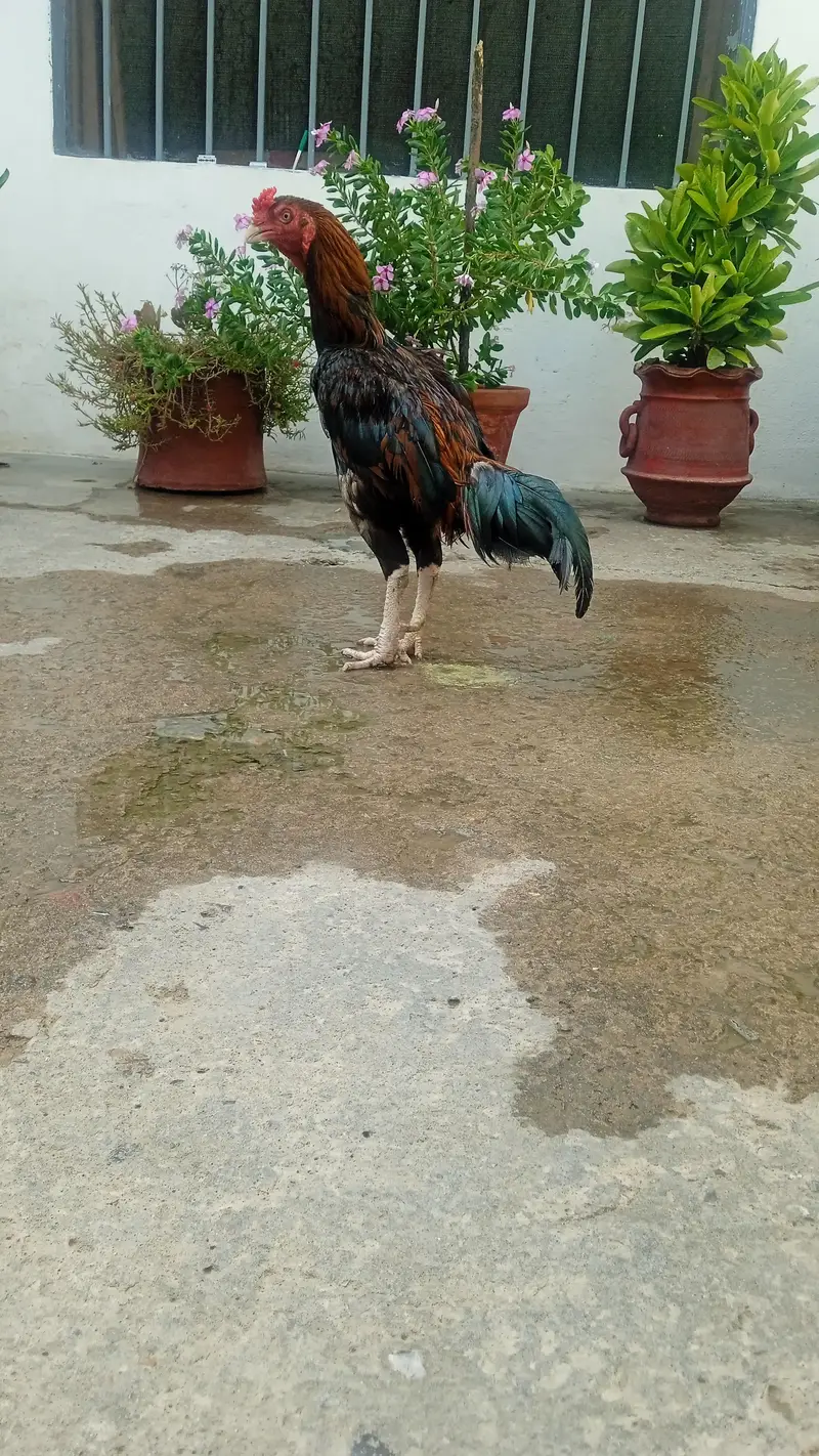 aseel murgha — photo 4