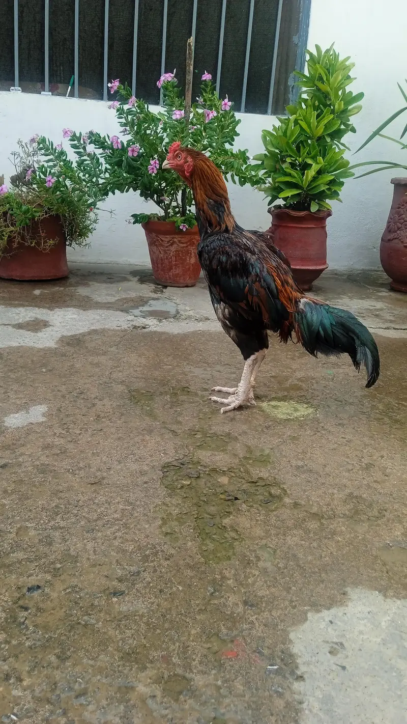 aseel murgha — photo 5