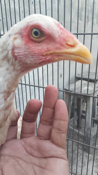 Heera Boski Pathi 0321-4922010