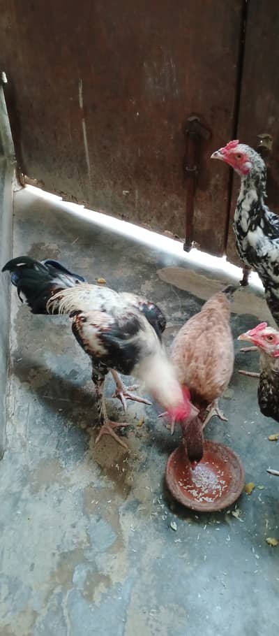 2 Roosters