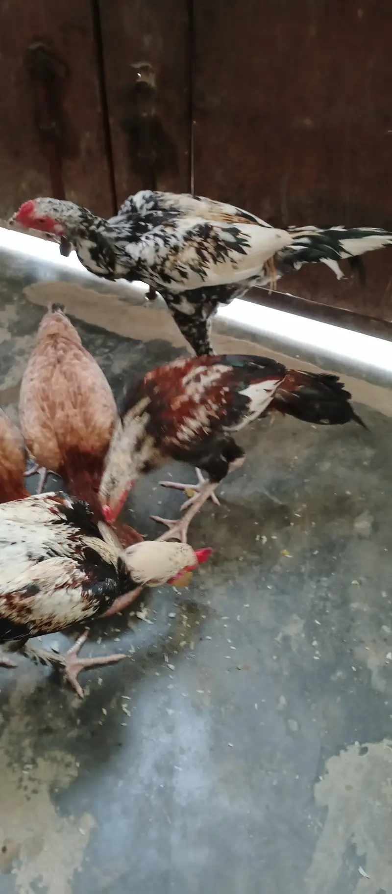 2 Roosters — photo 2