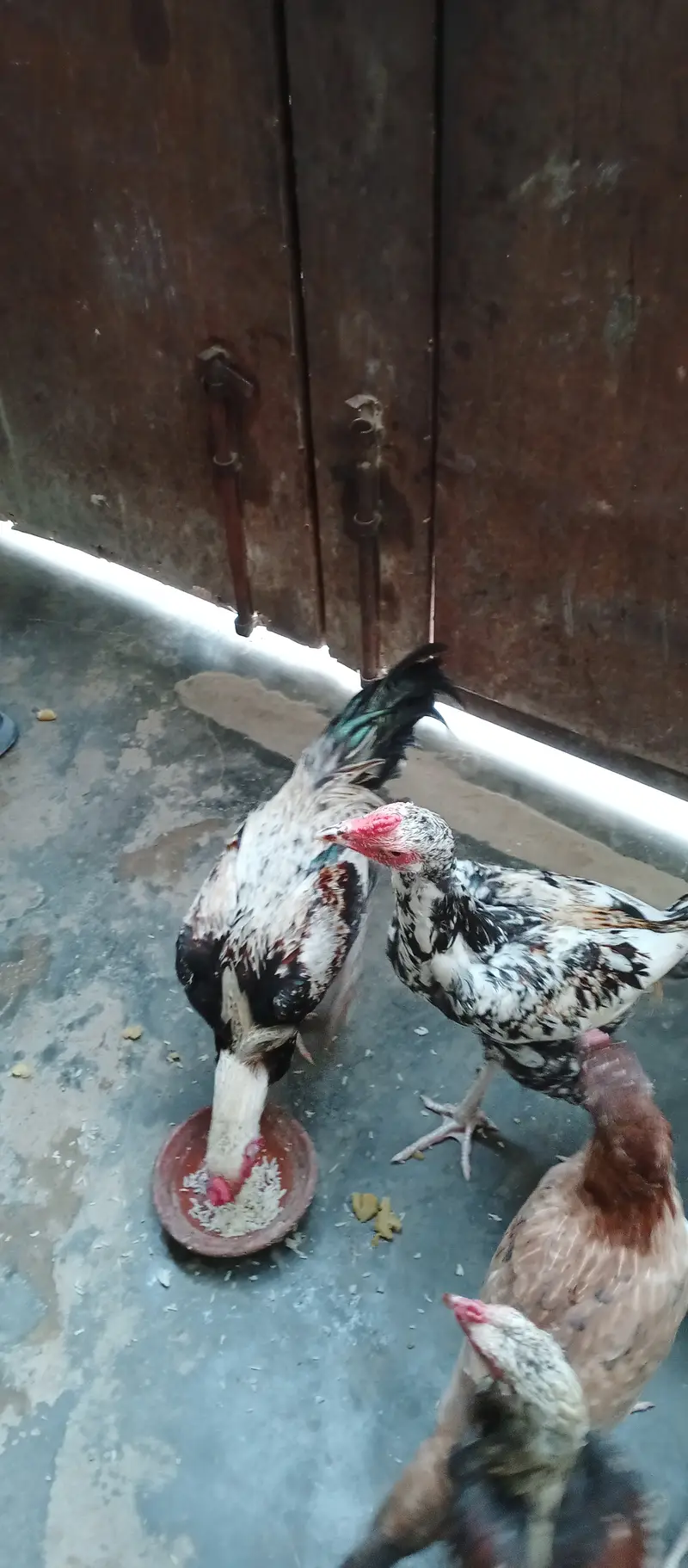 2 Roosters — photo 3