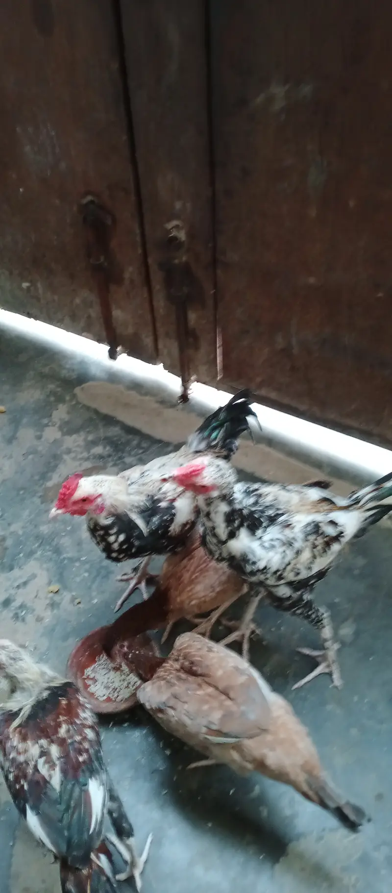 2 Roosters — photo 4