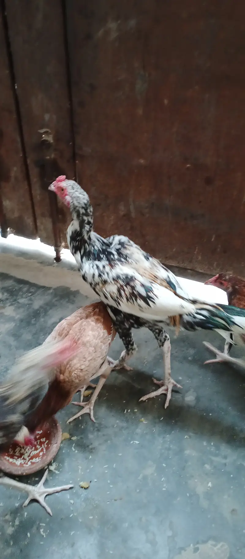2 Roosters — photo 5