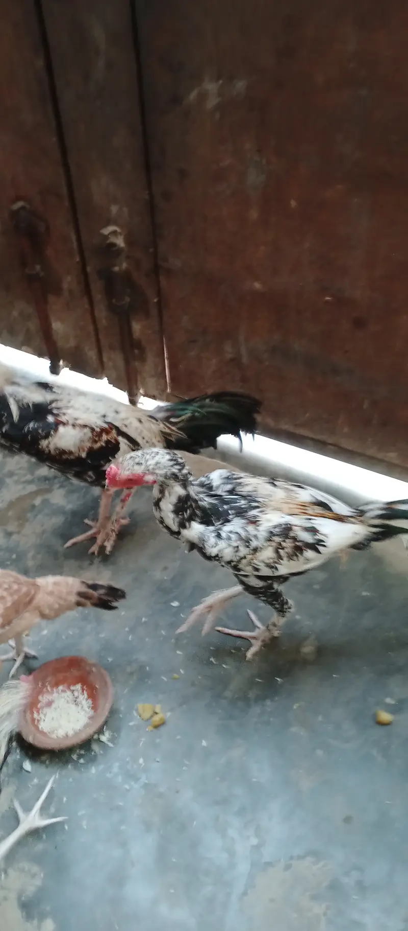 2 Roosters — photo 6