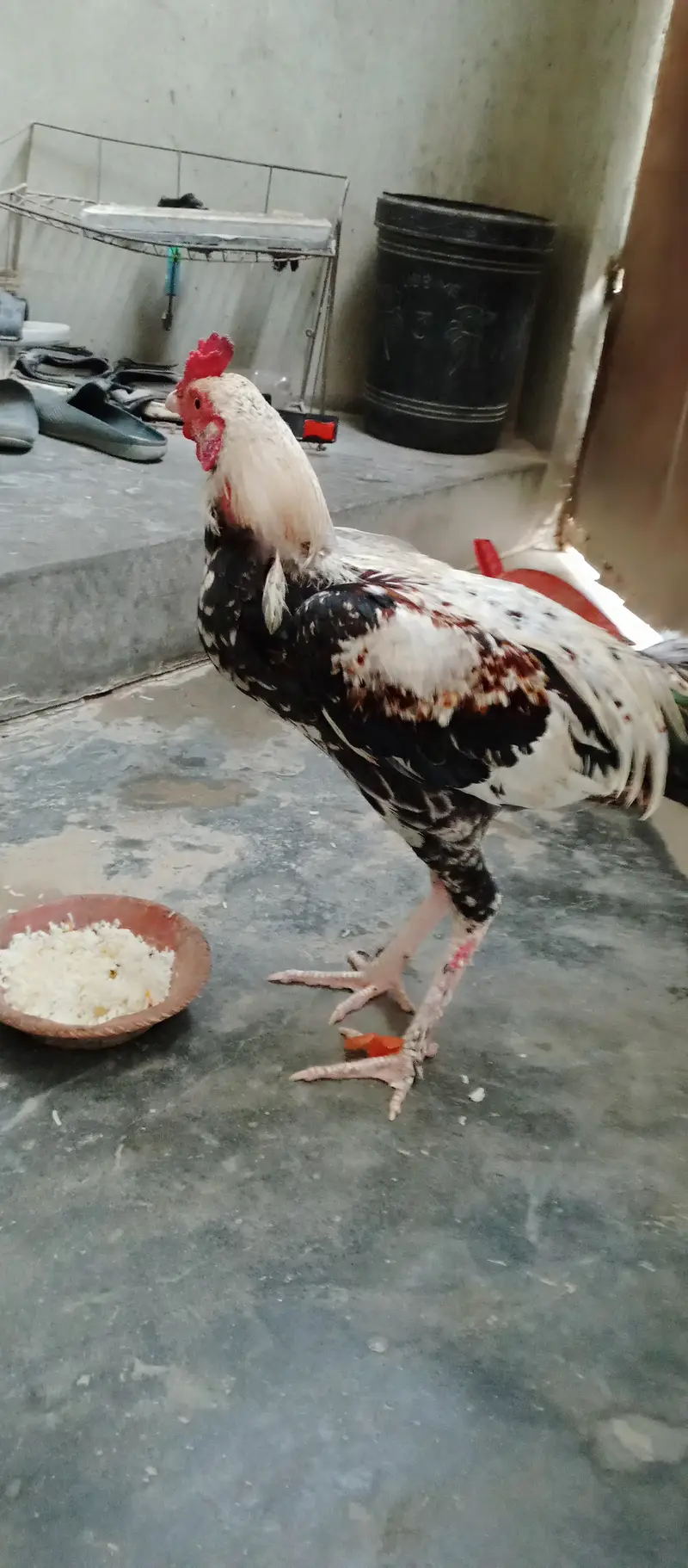 2 Roosters — photo 7