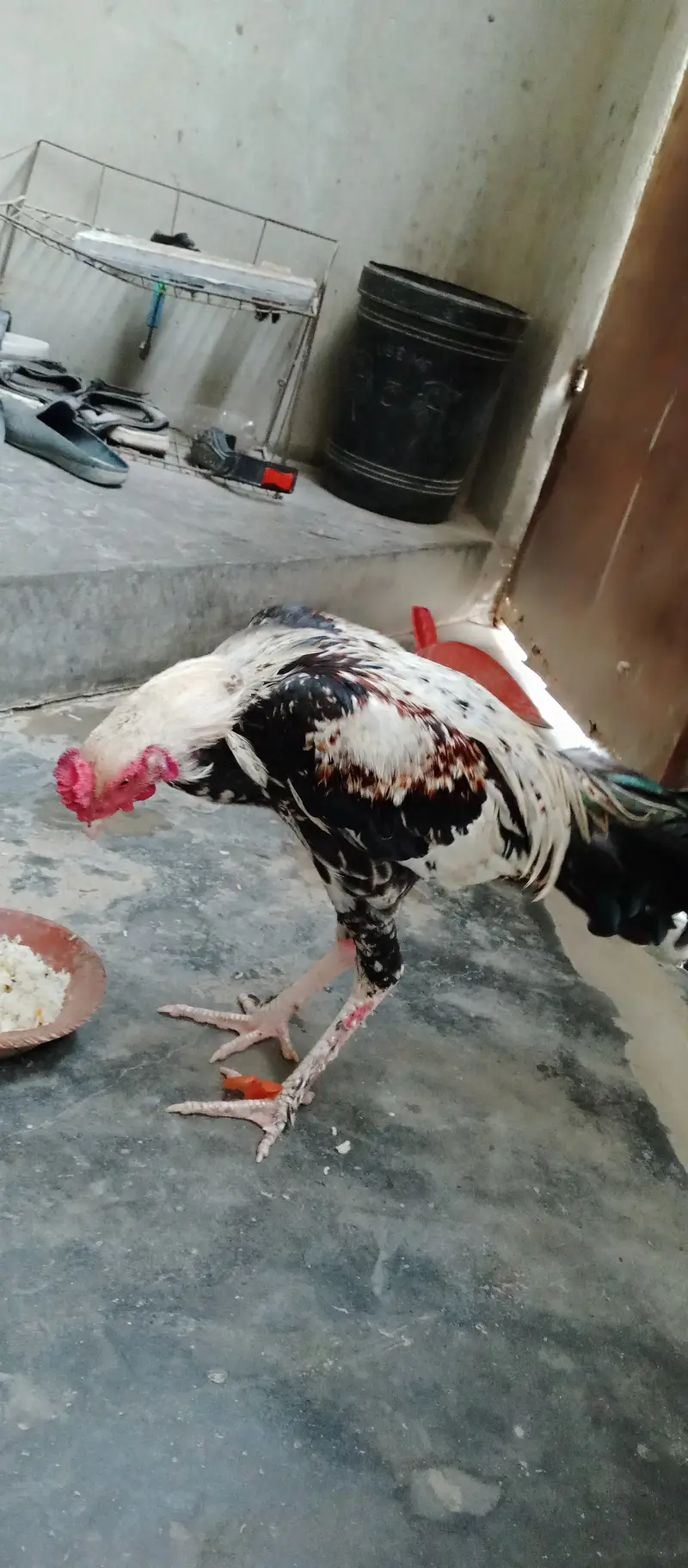2 Roosters — photo 8