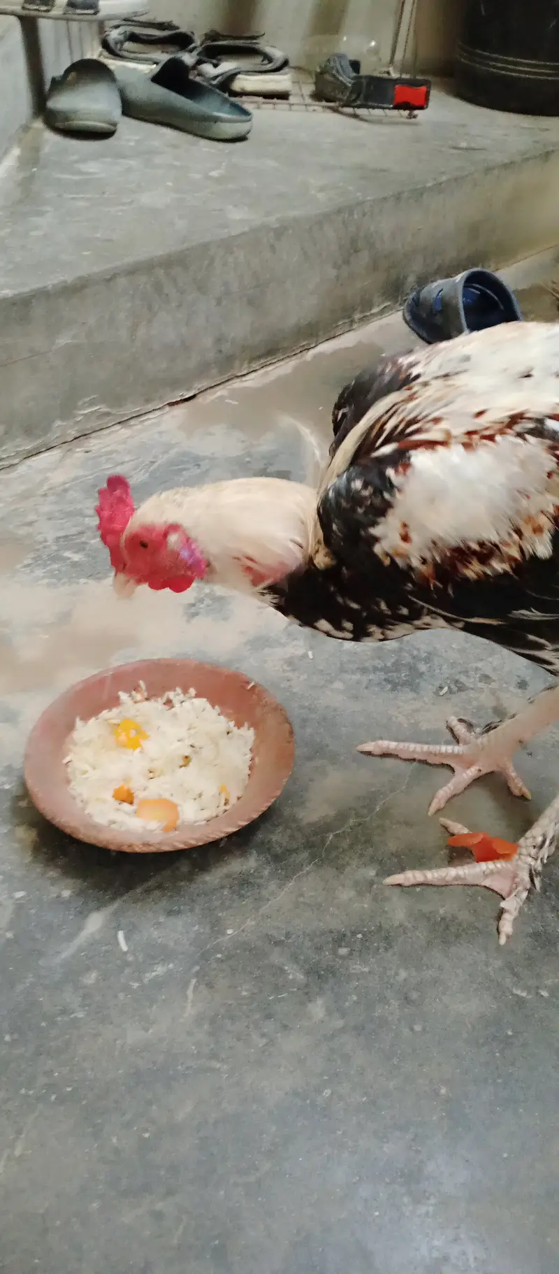 2 Roosters — photo 9