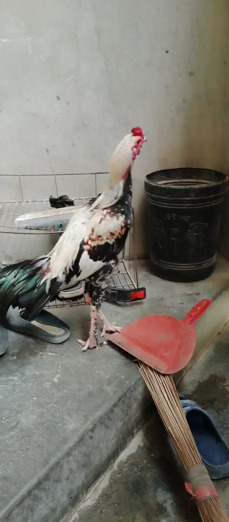 2 Roosters — photo 10