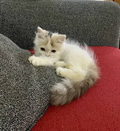 Persian Cat