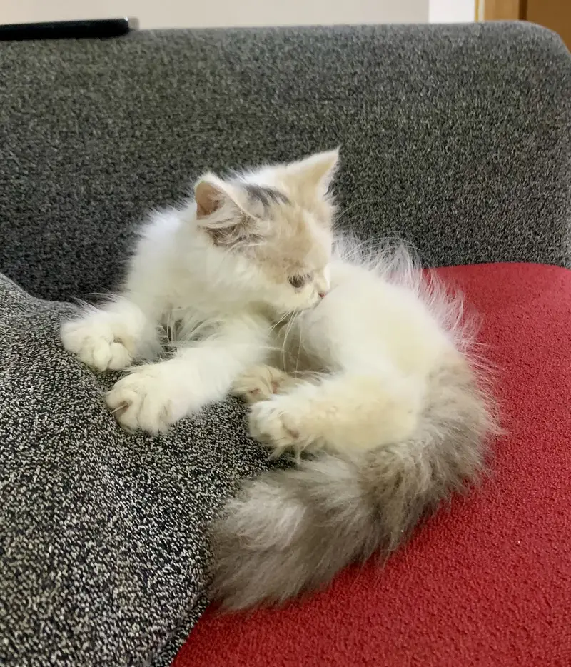Persian Cat — photo 2