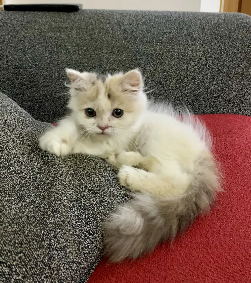 Persian Cat — photo 3