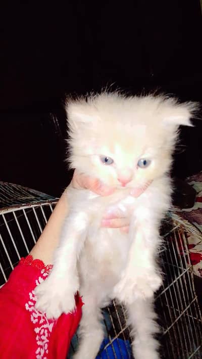 Persian kittens