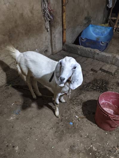 Bakri for sale hi
