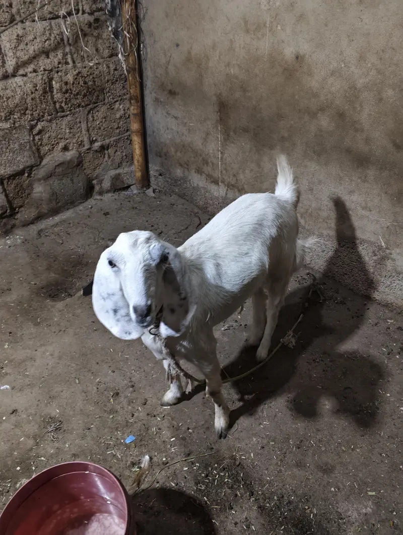 Bakri for sale hi — photo 2