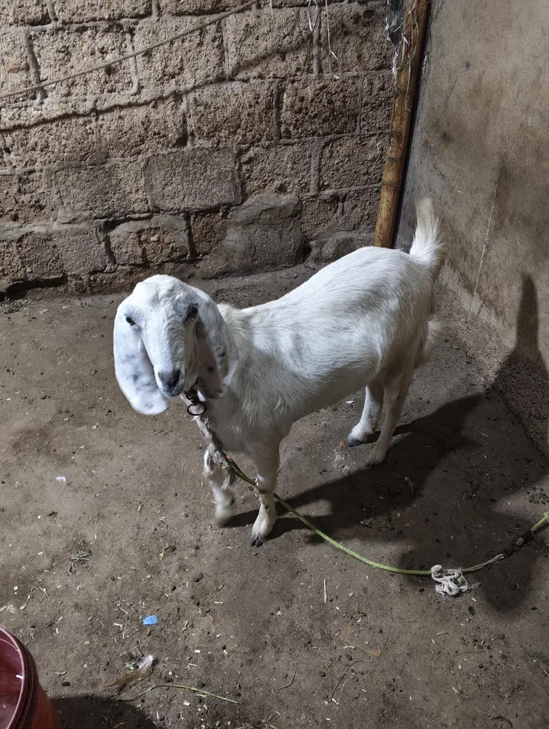 Bakri for sale hi — photo 3