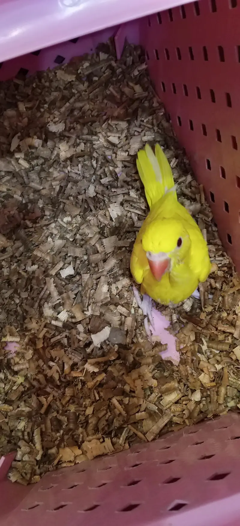cage not for sale