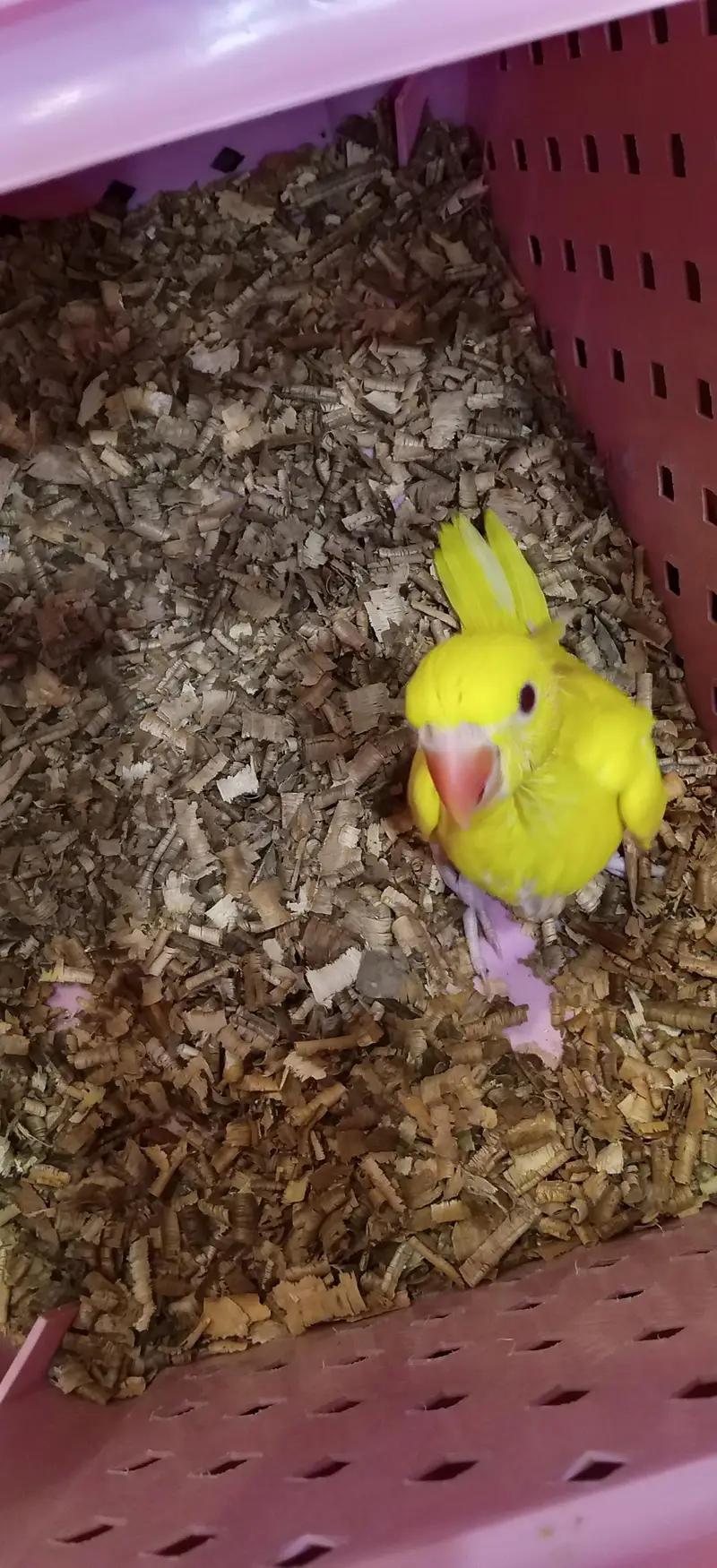cage not for sale — photo 2
