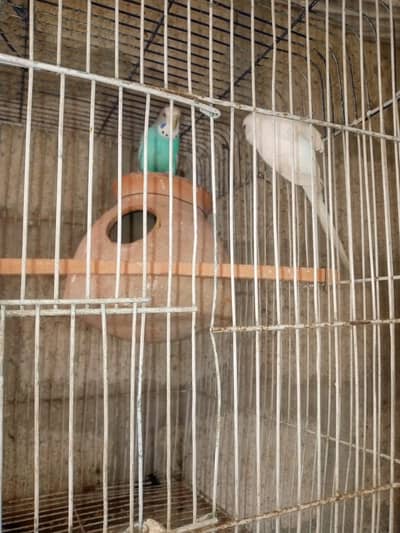 Budgies pair