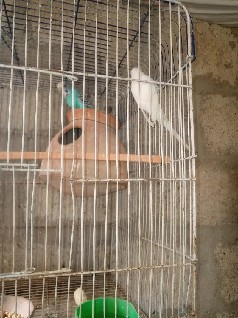 Budgies pair — photo 2