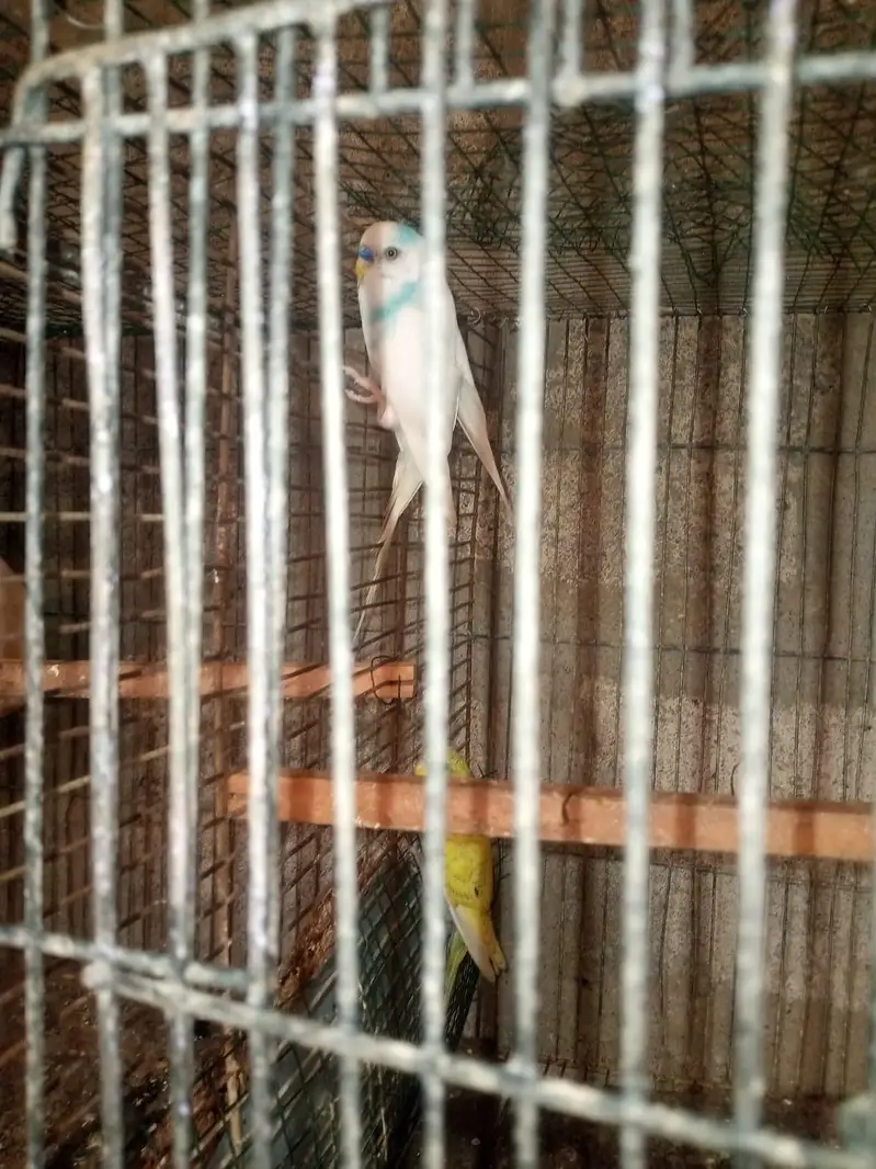 Budgies pair — photo 3