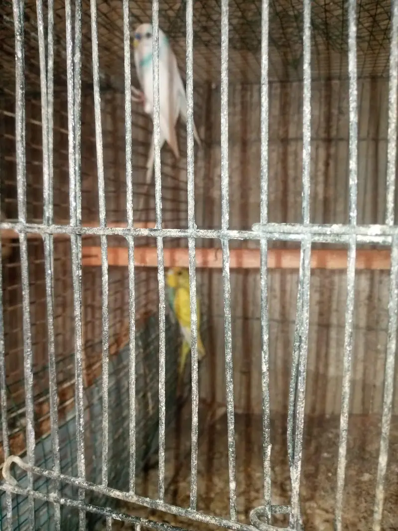 Budgies pair — photo 4