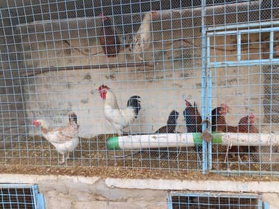 eggs laying hens contact karne se pahle discription phar lo
