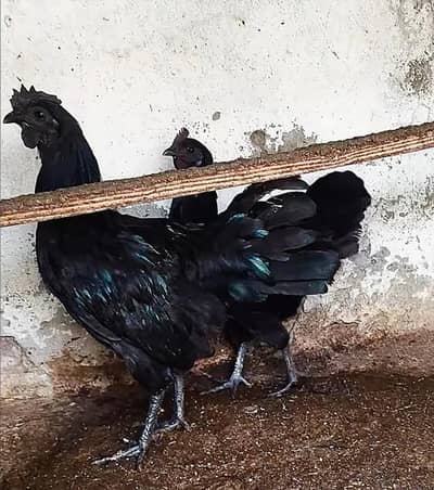 Ayam Cemani 5 Months Old Pair