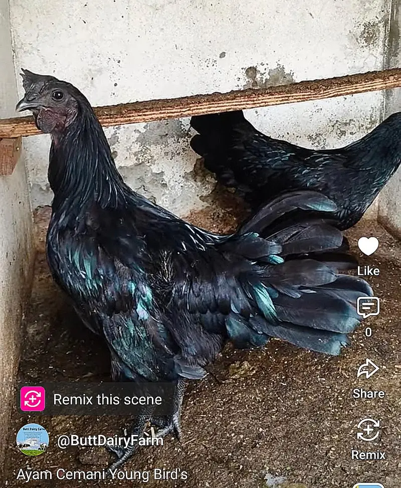 Ayam Cemani 5 Months Old Pair — photo 2